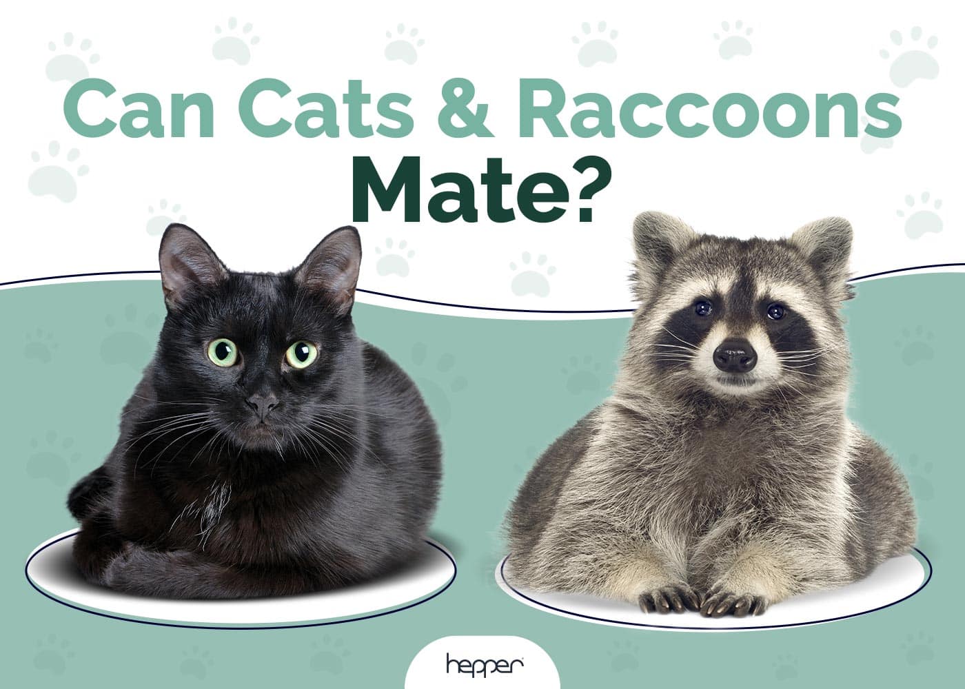 Can Cats and Raccoons Mate? Vet-Approved Facts & FAQ