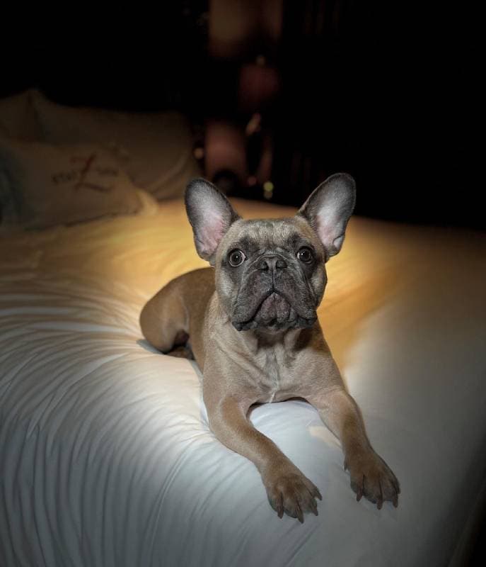 Hotel Zaza Dallas