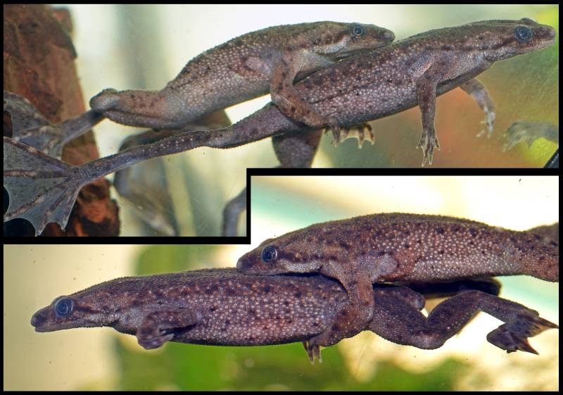 How Do African Dwarf Frogs Mate? Vet Reviewed Reproduction Explained