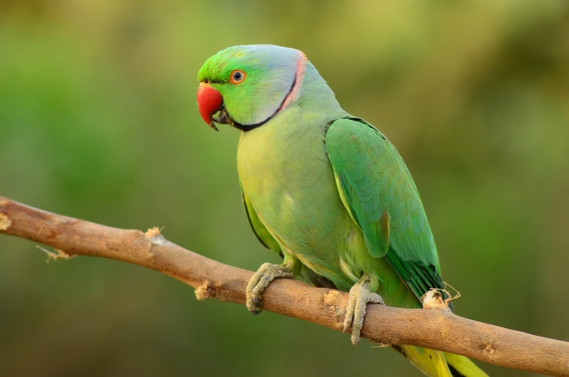 17 Vet-Approved Parakeet Facts