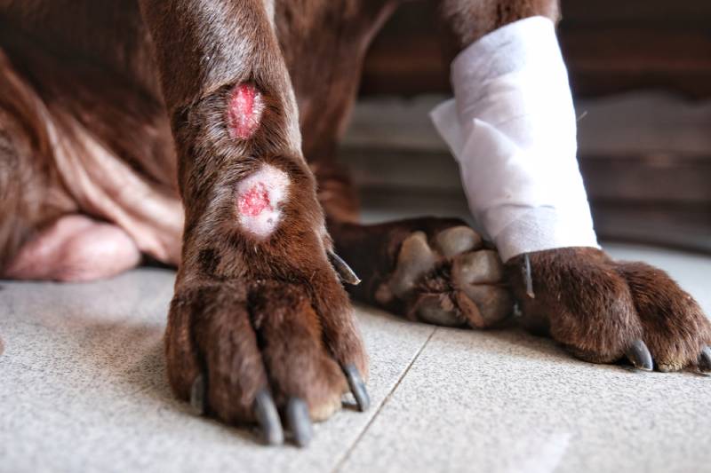 Lick Granuloma in Dogs: Causes, Signs, and Treatments (Vet Answer)