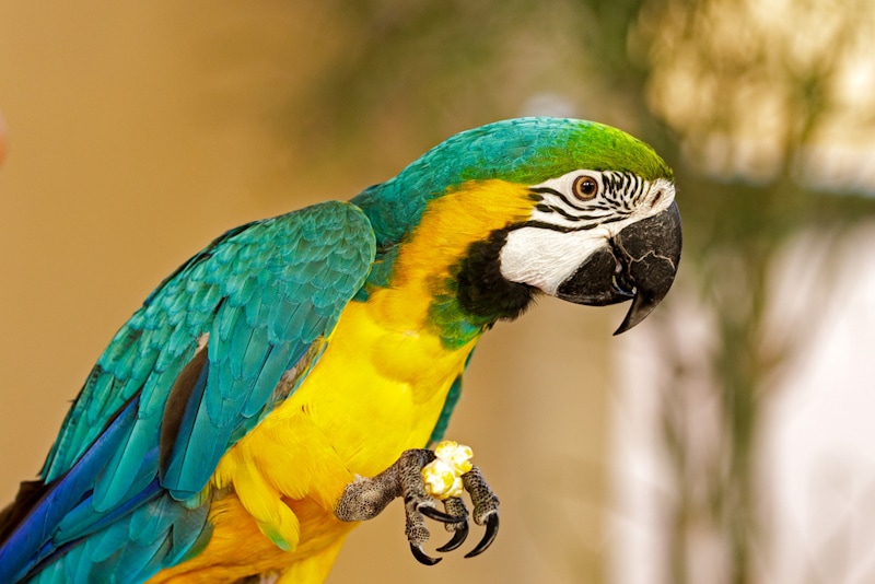 Do Macaws Make Good Pets? Vet-Reviewed Pros & Cons