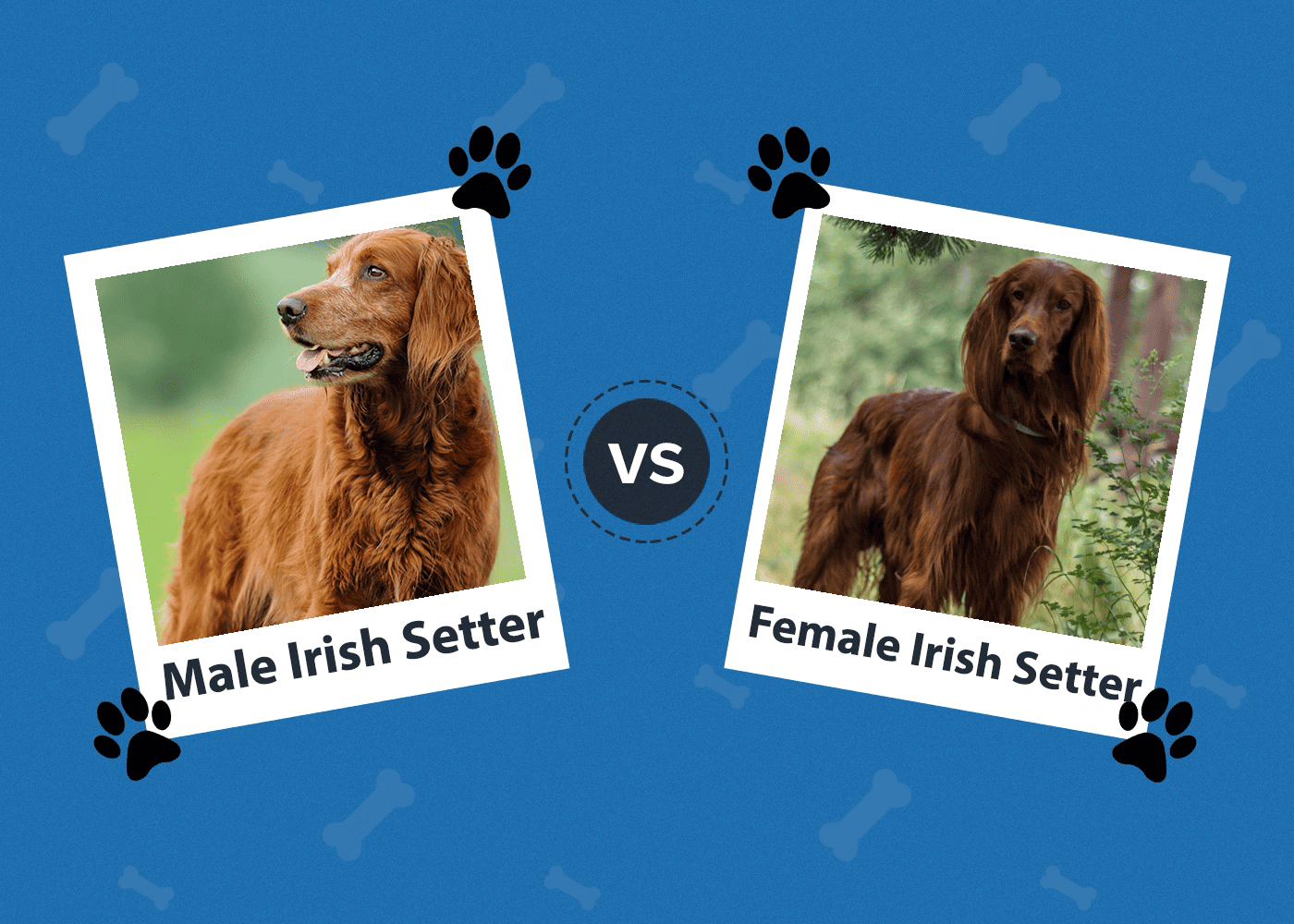 Male vs. Female Irish Setter: The Key Differences (With Pictures)