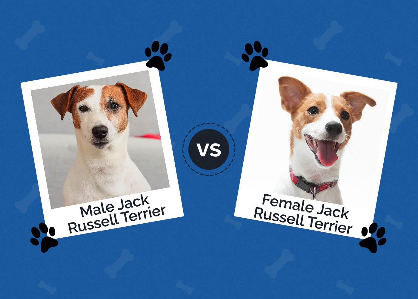 Male vs Female Jack Russell Terrier: Differences Explained (With Pictures)