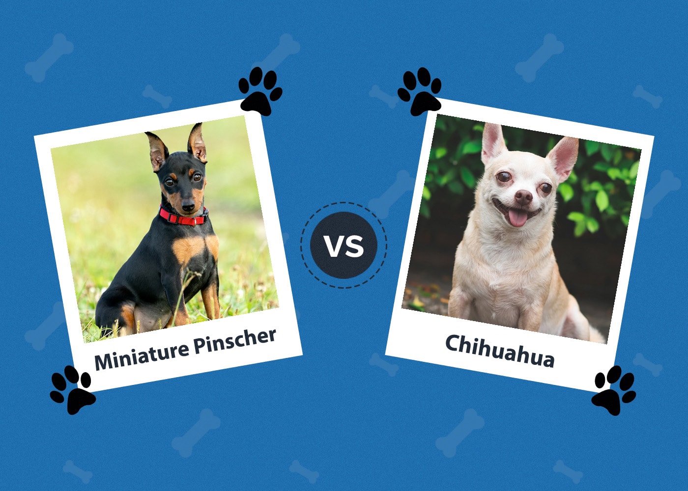 Miniature Pinscher vs. Chihuahua: The Main Differences (With Pictures)
