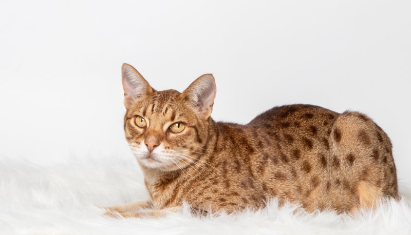 Ocicat in the studio