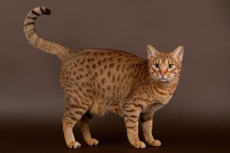 Ocicat in the studio