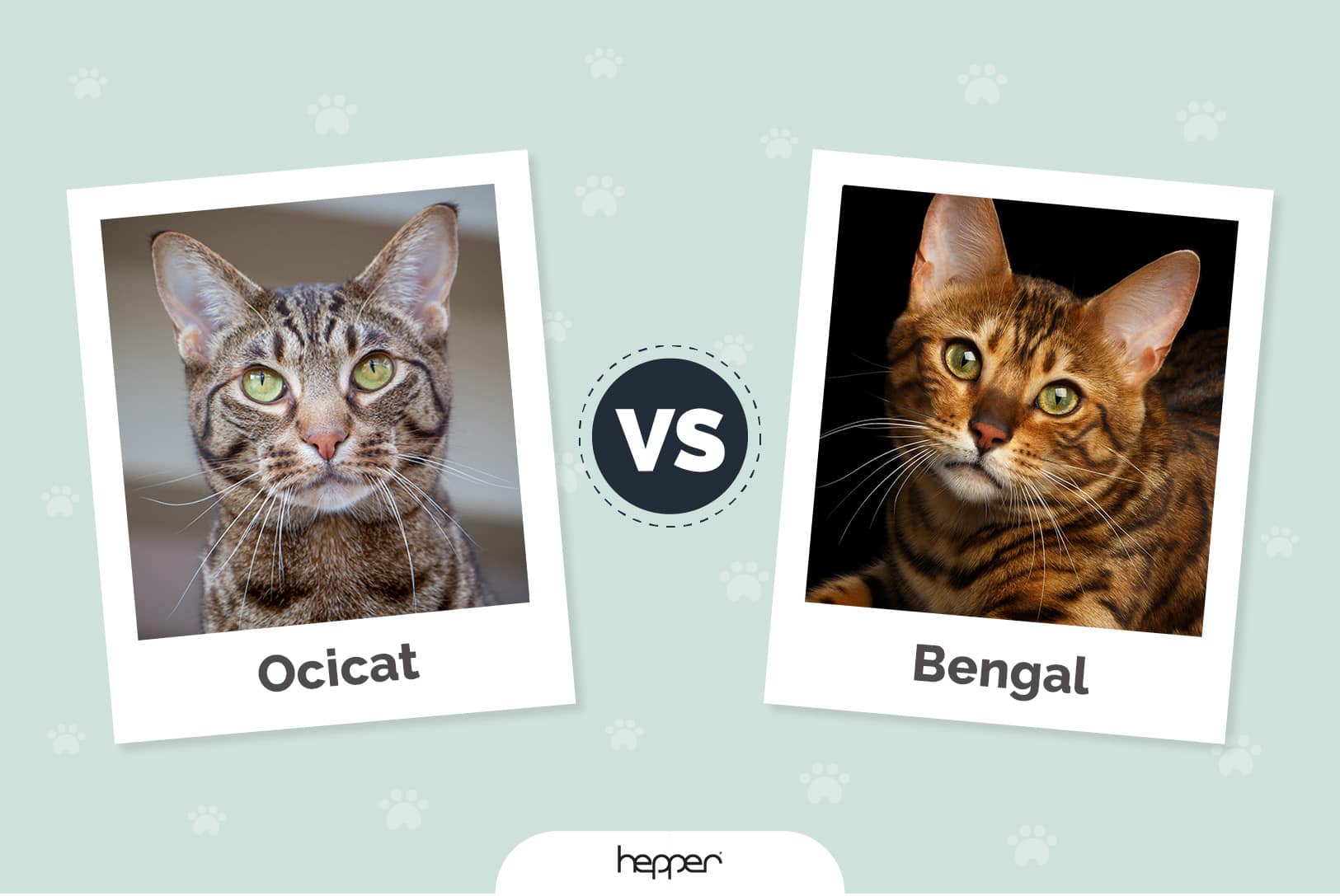 Ocicat vs Bengal: The Differences (With Pictures)