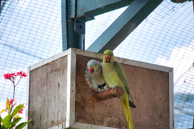 How to Introduce Parakeets to Each Other: 7 Vet-Approved Steps