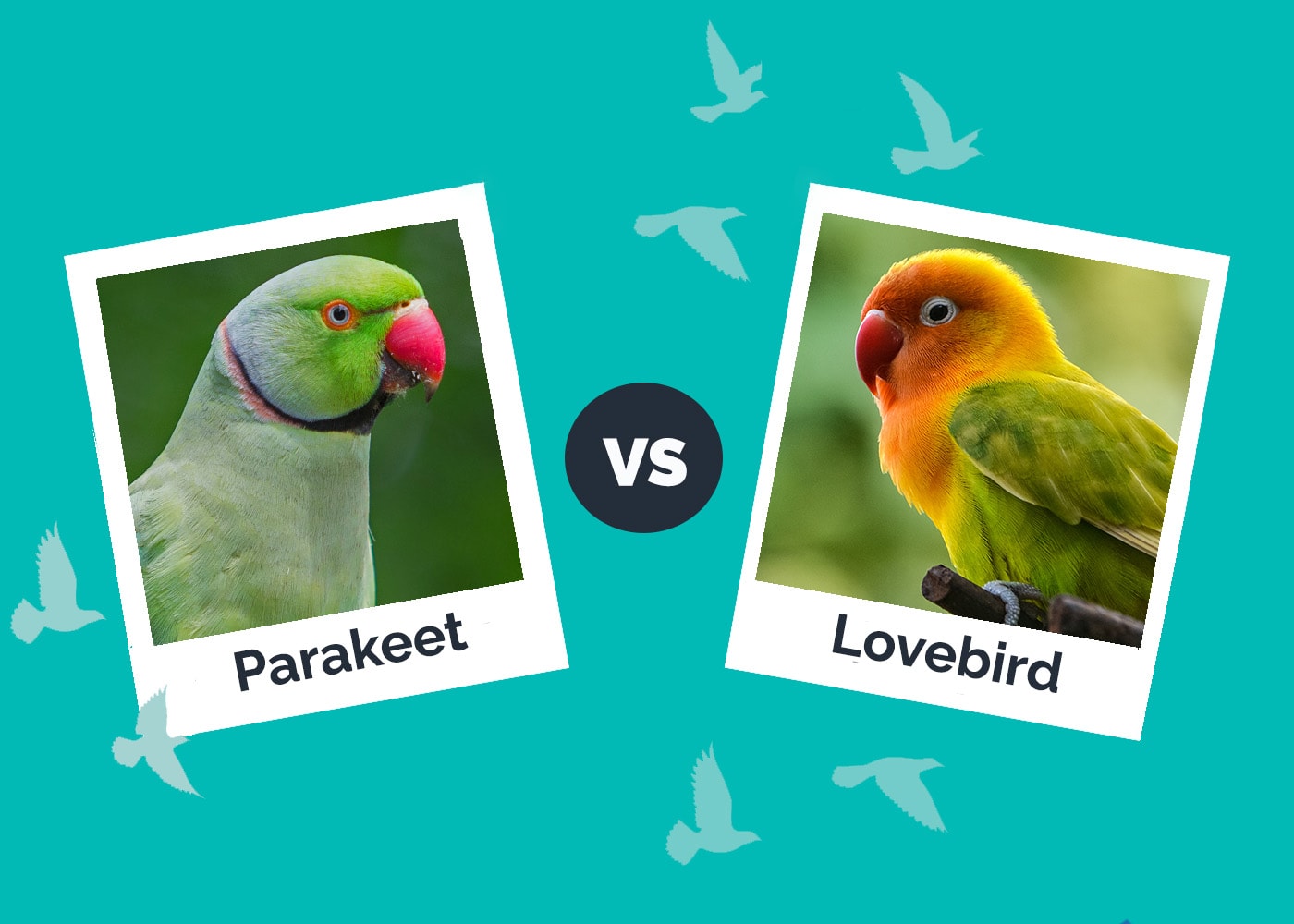 Parakeet vs Lovebird: Vet Reviewed Differences (With Pictures)