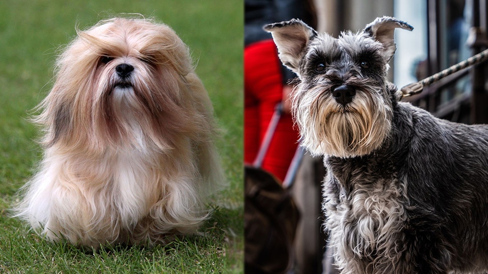 Schapso (Lhasa Apso Schnauzer Mix): Info, Pictures, Care Guide & More