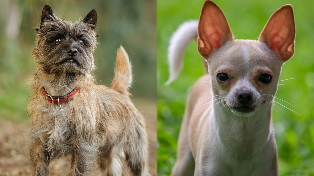 Toxirn (Cairn Terrier Chihuahua Mix): Info, Pictures, Temperament & Traits