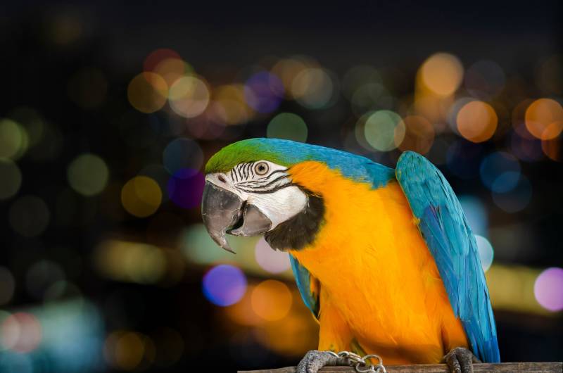 How Long Do Macaw Parrots Live? Average Lifespan, Data, & Care