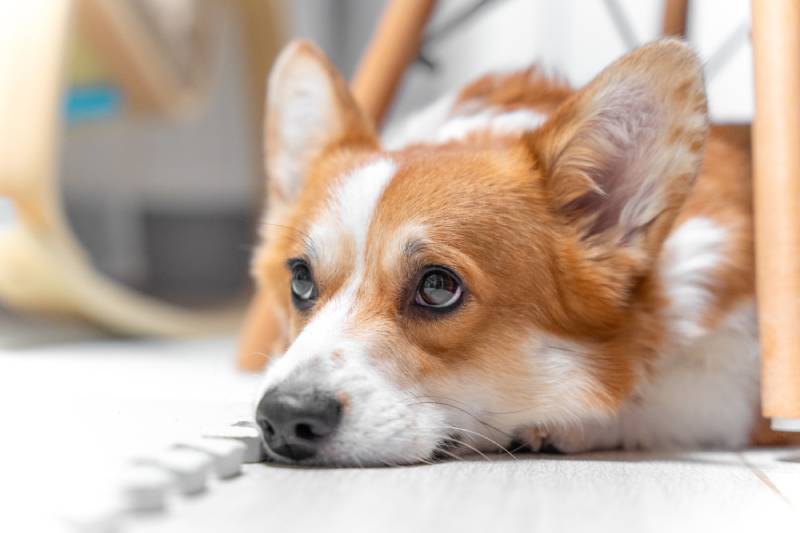 Portrait of welsh corgi Pembroke dog lying on floor