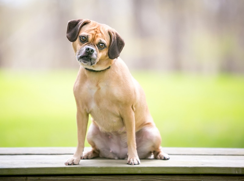 Puggle Pug Beagle Mix