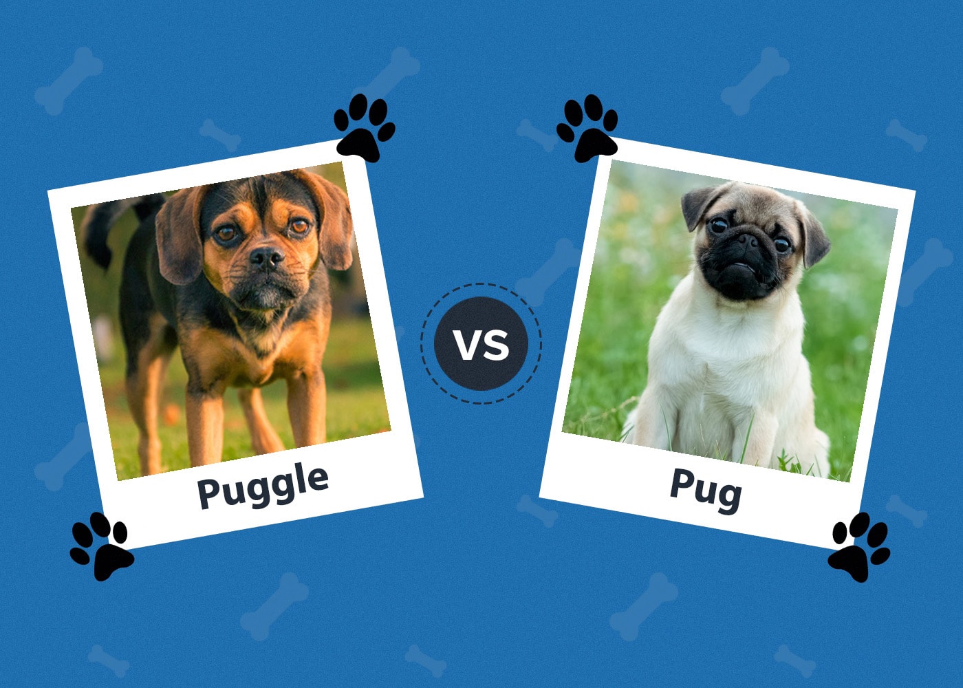 Puggle vs Pug: The Main Differences (With Pictures)