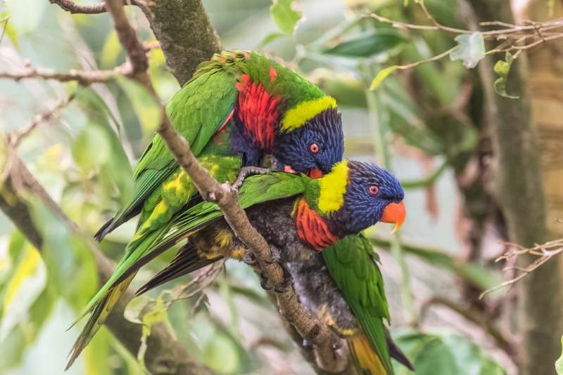 How Do Parrots Mate? Vet-Approved Reproduction Explanation