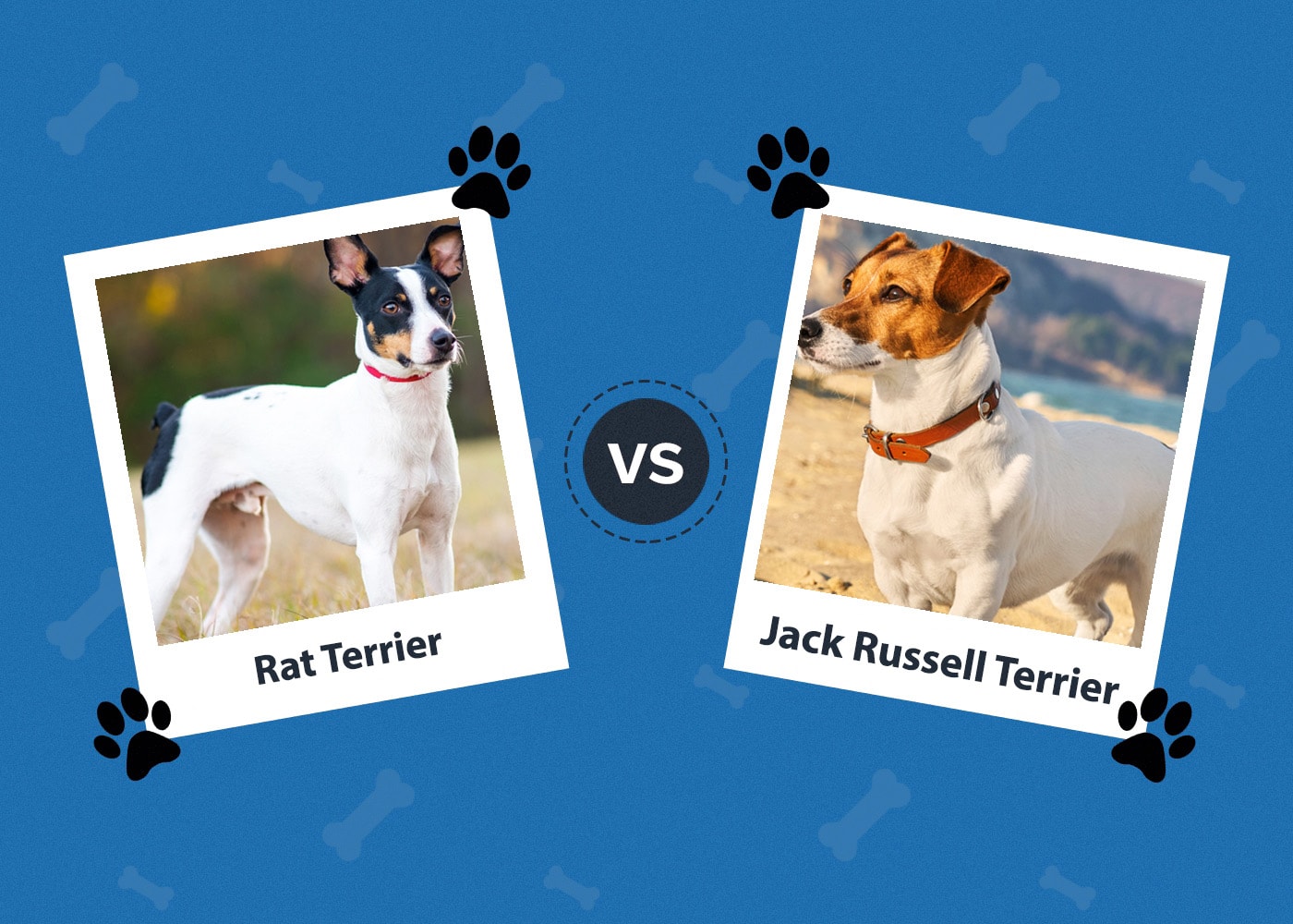 Rat Terrier vs. Jack Russell Terrier: The Key Differences (With Pictures)