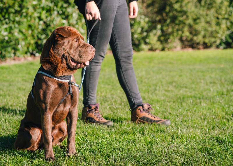 9 Things to Consider Before You Foster a Dog: Vet-Approved Tips