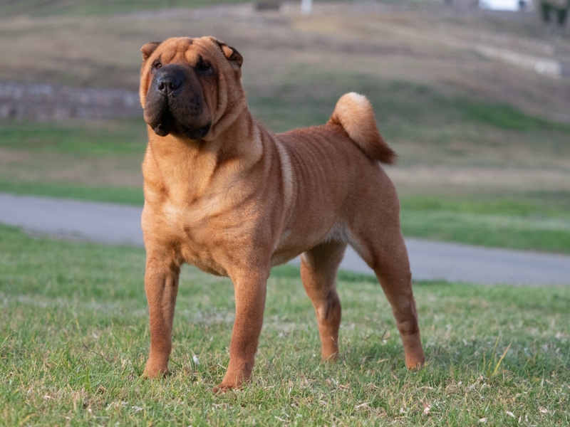 10 Surprising Shar Pei Facts You May Not Know