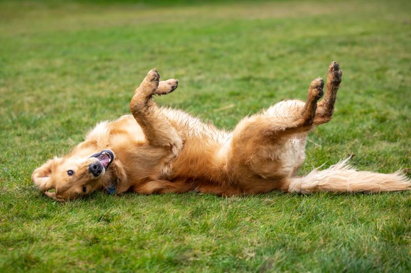Do Dogs Have Belly Buttons? Vet-Verified Facts & Info