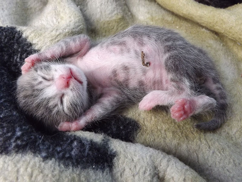 Why Is My Cat's Umbilical Cord Still Attached to The Kitten? Vet Approved Facts & Advice