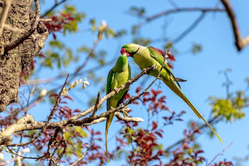 Why Do Parakeets Kiss Each Other? Vet-Approved Bird Behavior Explanation