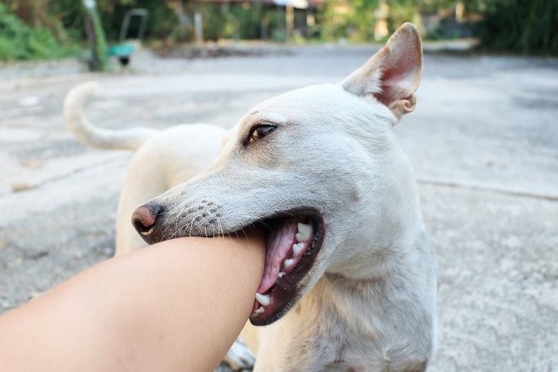 Why Do Dogs Nibble on You? 3 Usual Reasons