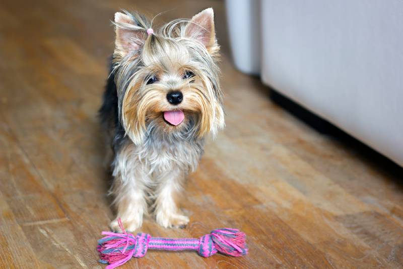 Yorkshire terrier puppy standing on the floor of the house and asking the owner to play