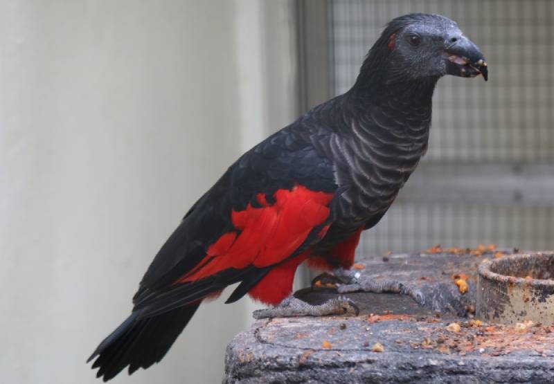 Dracula Parrot: Pictures, Personality, Food & Care Guide
