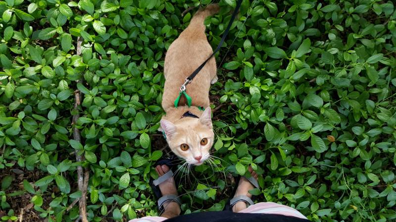 adorable cat wearing harness taking a walk in the garden with owner on holiday