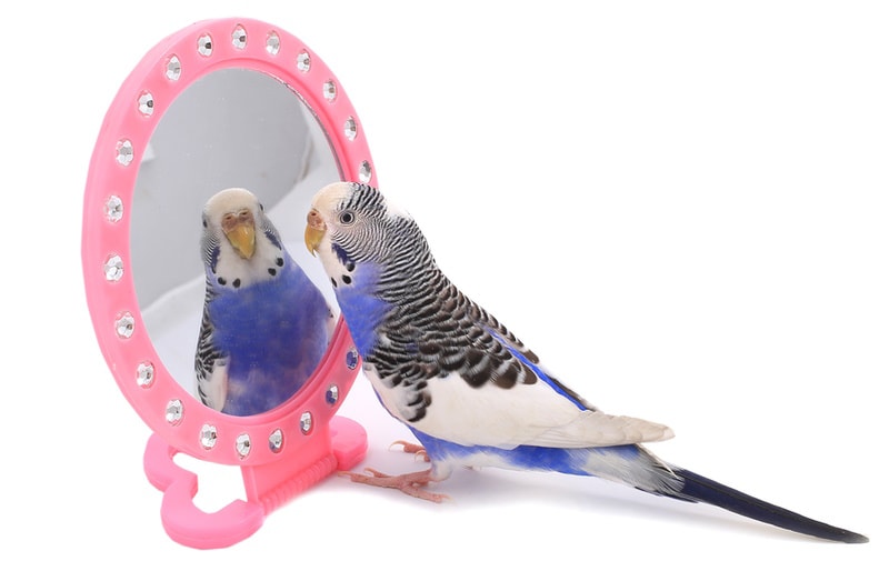 Do Parakeets Like Mirrors? Facts & Care Tips
