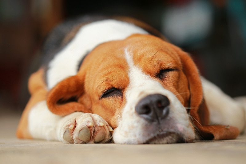 Why Is My Dog Barking in Their Sleep? 4 Possible Vet-Reviewed Reasons