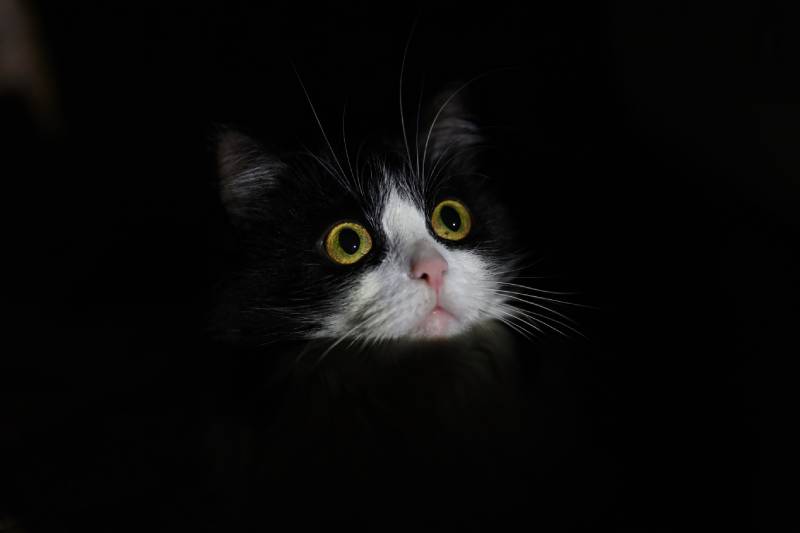 Are Cats Scared of the Dark? Vet Reviewed Facts & FAQ