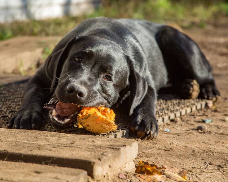 black labrador dog eating his long pumpkin treat