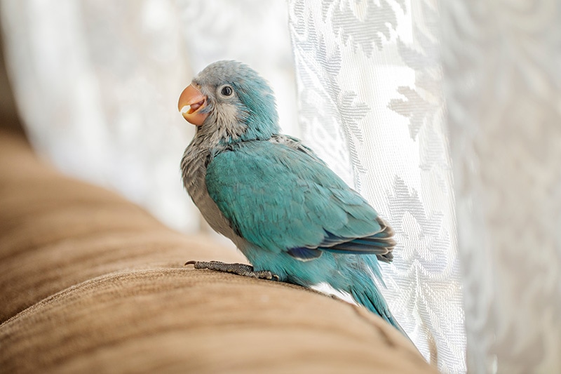 Quaker Parrot: Pictures, Personality, Food & Care Guide