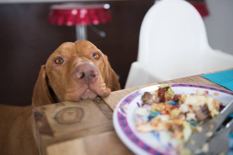 brown dog begging for food
