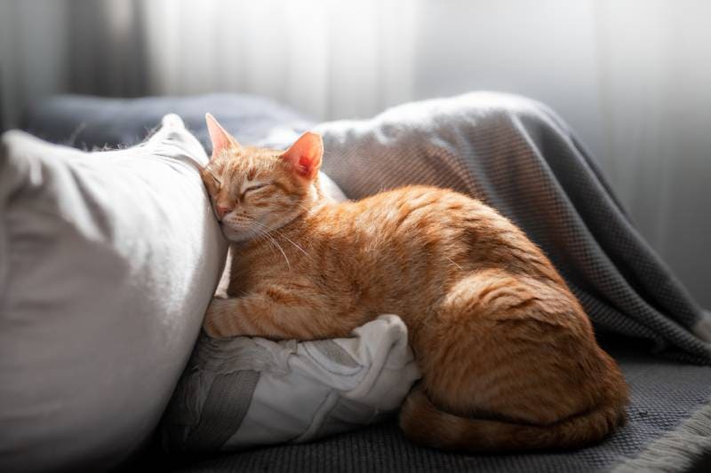 Why Does My Cat Sleep on My Pillow? 3 Possible Reasons