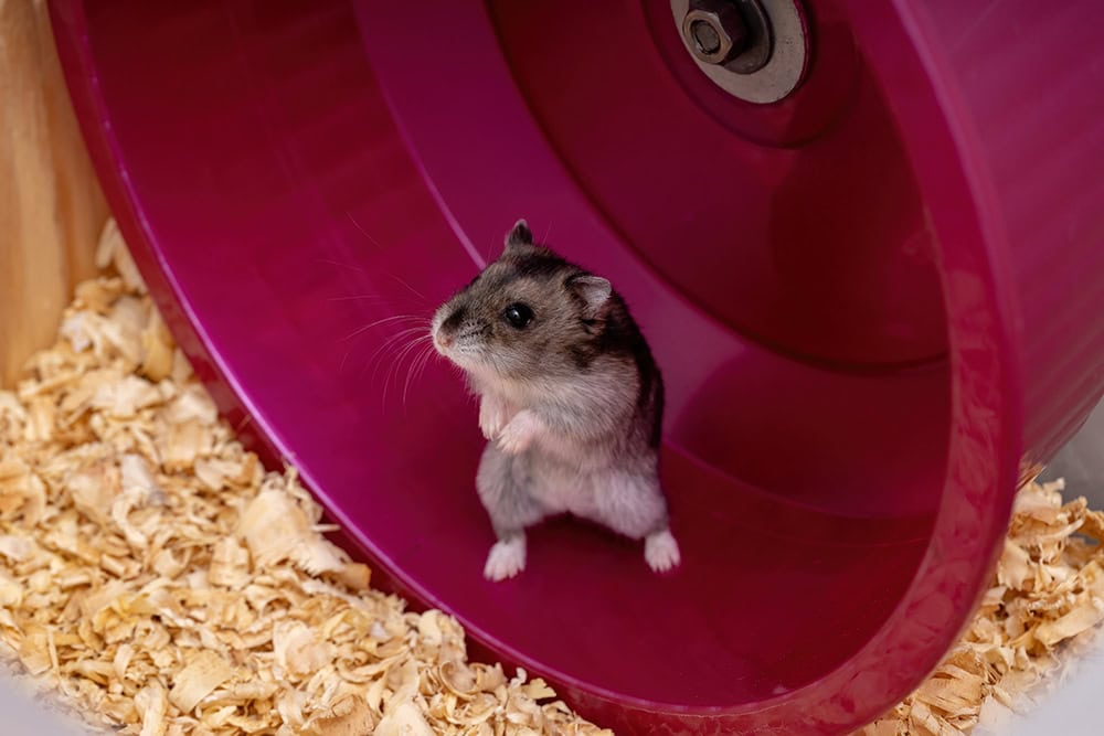 3 DIY Hamster Playground Ideas You Can Build Today