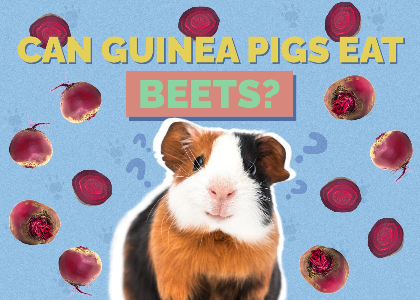 Can Guinea Pigs Eat Beets? Vet Approved Nutrition Facts