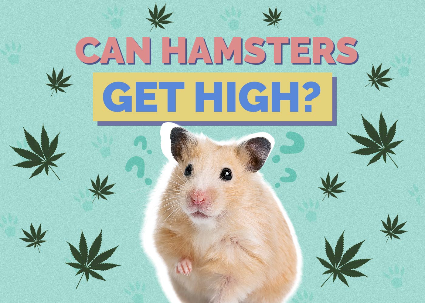 Can Hamsters Get High? Vet-Approved Facts & Safety Guide