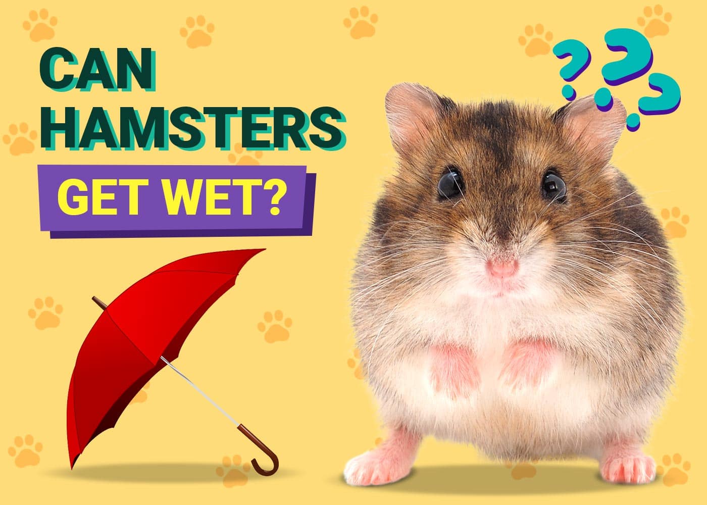 Can Hamsters Get Wet? Vet-Reviewed Consequences & FAQ