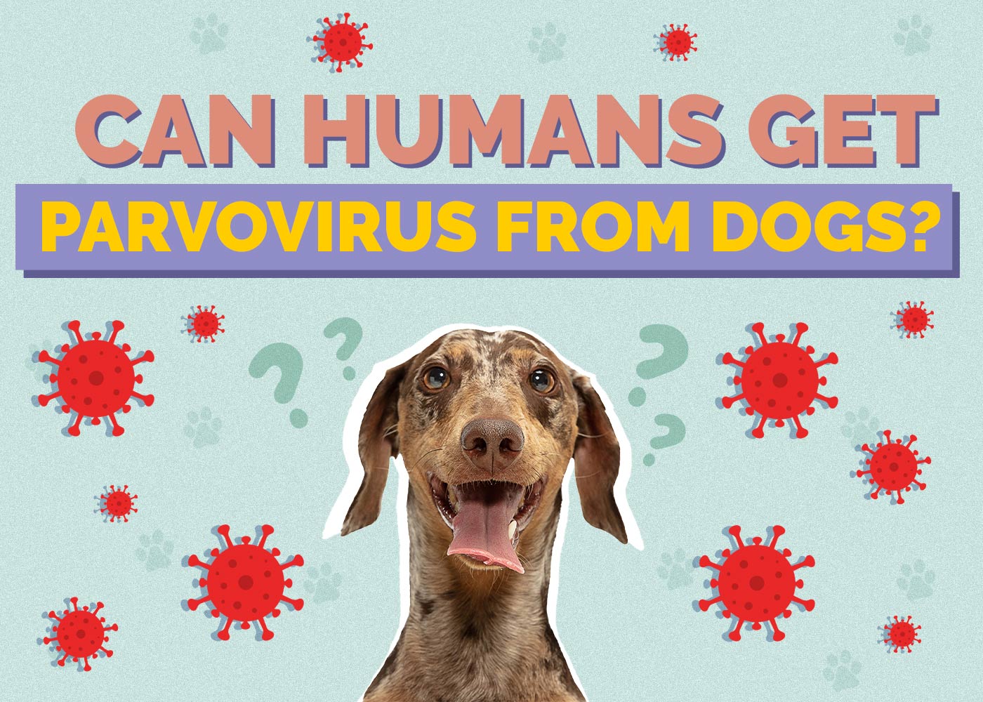 Can Humans Get Parvovirus From Dogs? Vet Reviewed Facts & FAQs