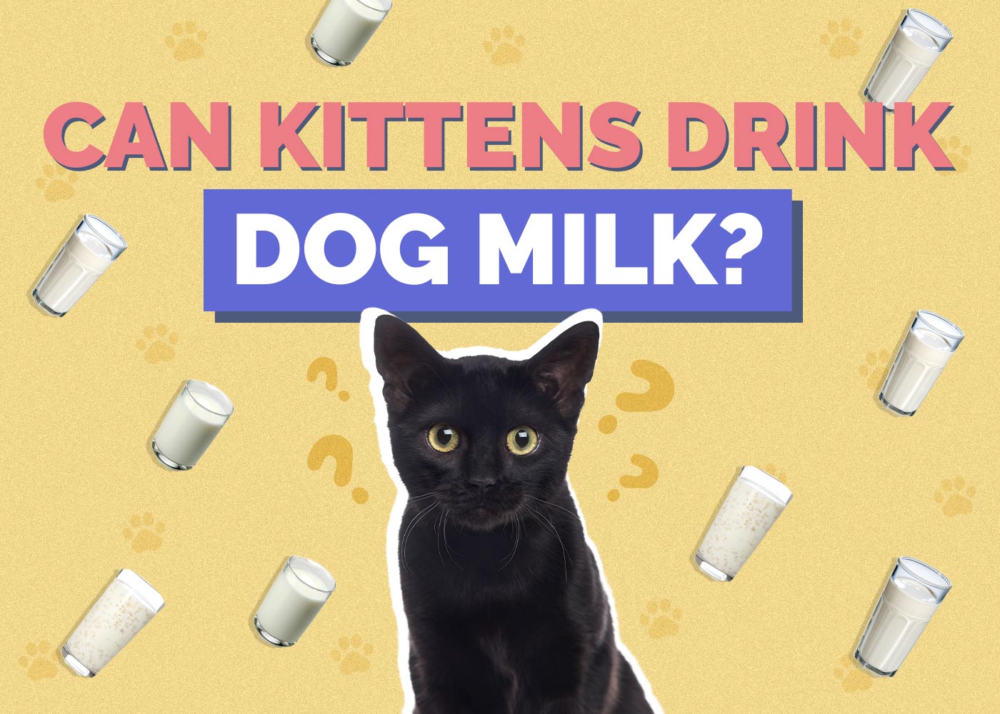 Can Kittens Drink Dog Milk? Vet Approved Nutrition Facts & Advice