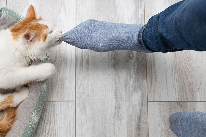 Why Does My Cat Bite My Feet? 6 Possible Reasons