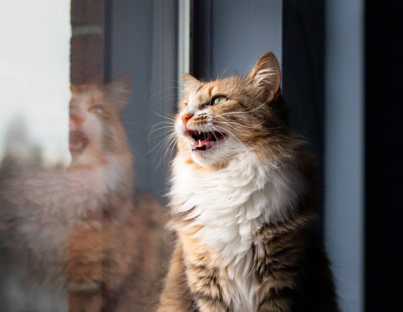 Why Do Cats "Ekekeke"? Cat Sounds Explained (With Videos)