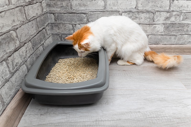 Why Is My Cat Missing the Litter Box? 13 Vet-Reviewed Reasons & What to Do