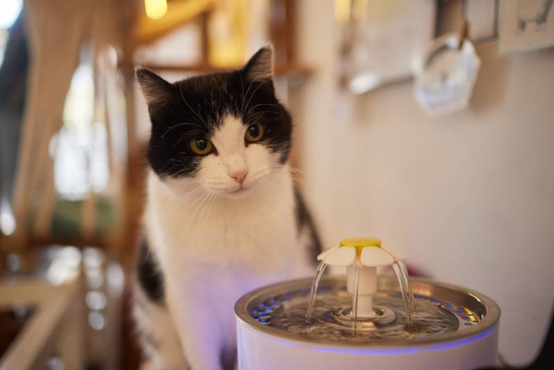 How Often Should I Change the Water in My Cat's Fountain? Vet-Approved Facts