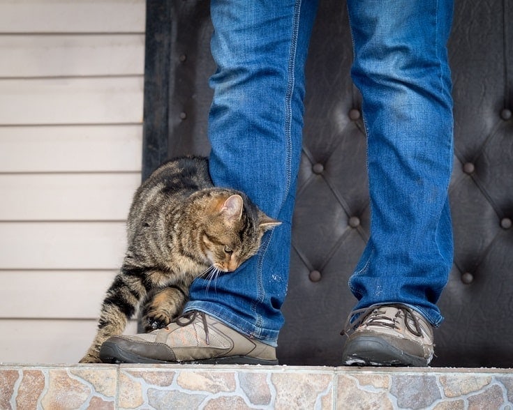 11 Vet-Approved Tips for First-Time Cat Owners: Feline Facts & Advice
