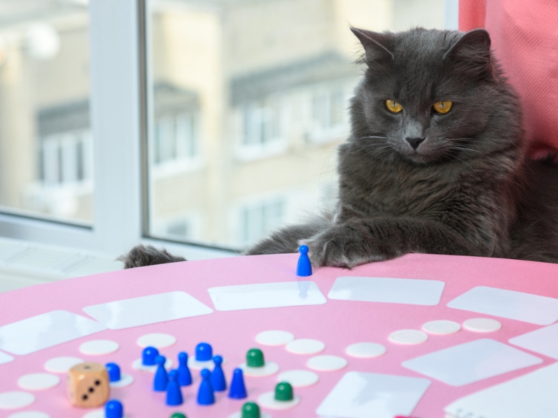 10 Top Cat-Themed Games You've Got To Try (2026 Update)
